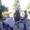 Stretnutie s jedným gaštanovým koňom