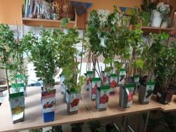 Projekt „s chuťou do záhrady“ v rámci environmentálneho programu zelené oči - 236046772 522679419025707 1090791241849527423 n