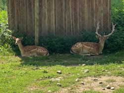 IMG-20240723-WA0018