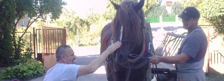 Stretnutie s jedným gaštanovým koňom - Snimka0270
