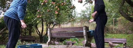 Oberanie jabĺk a práce v záhrade - 120541986_2762190924100516_3660196614403181986_n